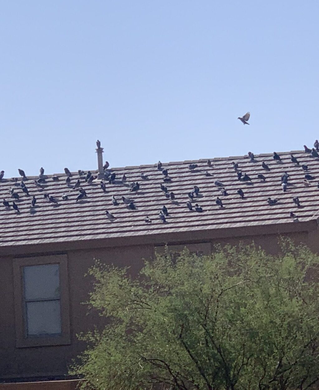 Pigeons congregate on a rooftop