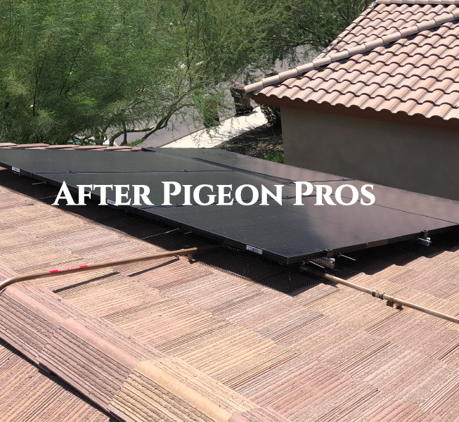 Your solar panels after Pigeon Pros