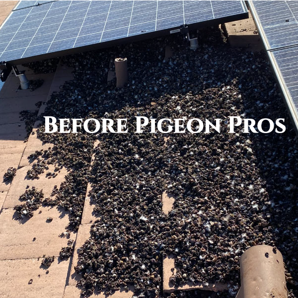 Your solar panels before pigeon pros