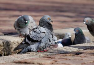 Pigeon Experts will remove pigeons