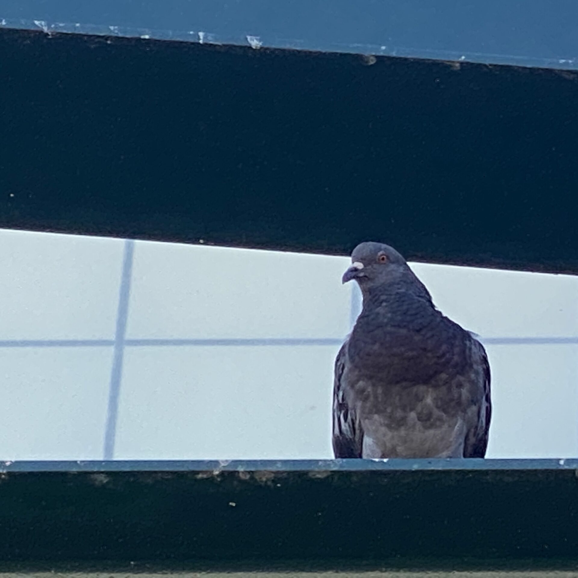 Pigeon control is needed in Mesa, AZ