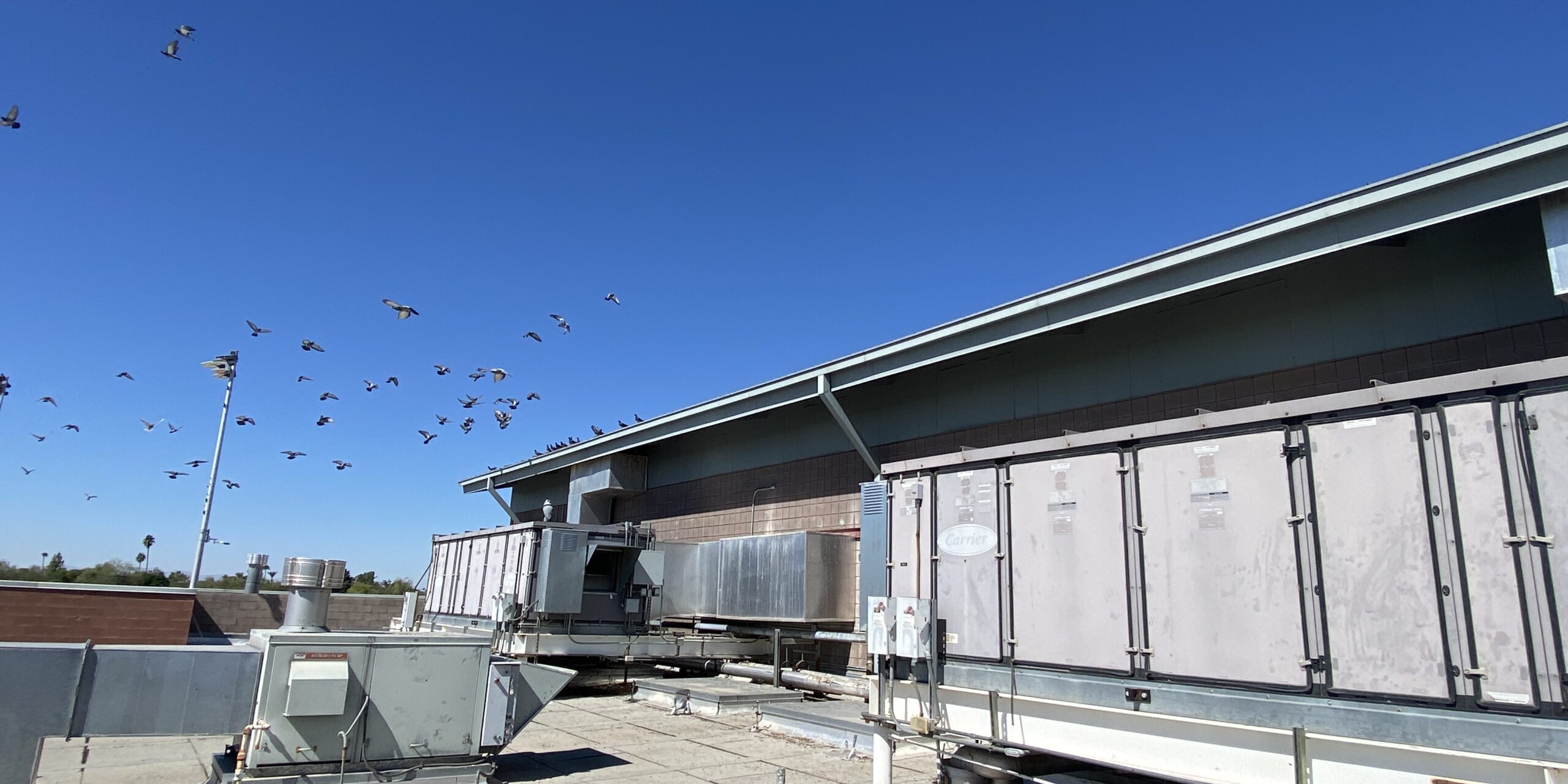 Pigeons leave the roof of a commercial building in Phoenix AZ