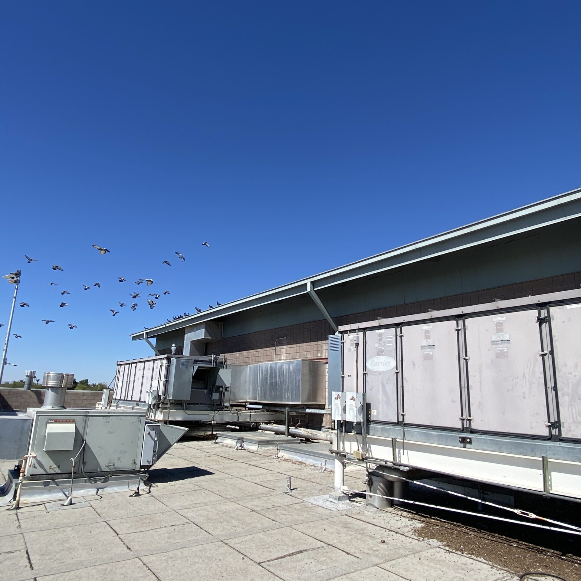 Pigeons leave the roof of a commercial building in Phoenix AZ