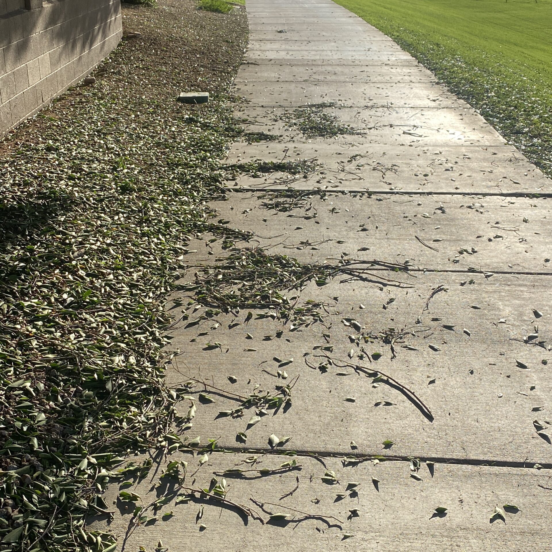 Debris from trees make perfect nesting material for the birds