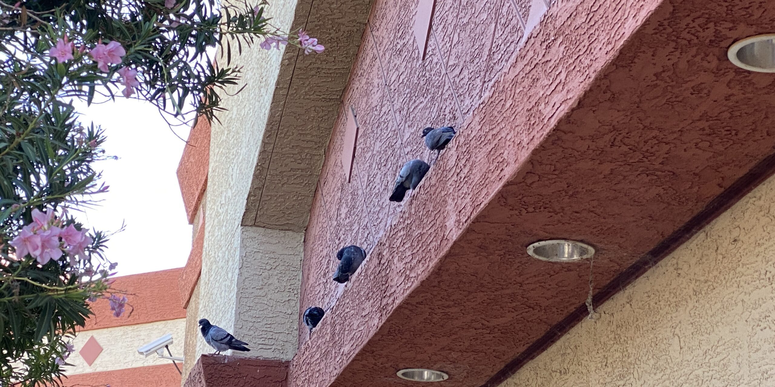 Pigeons roosting at the grocery store in Arizona