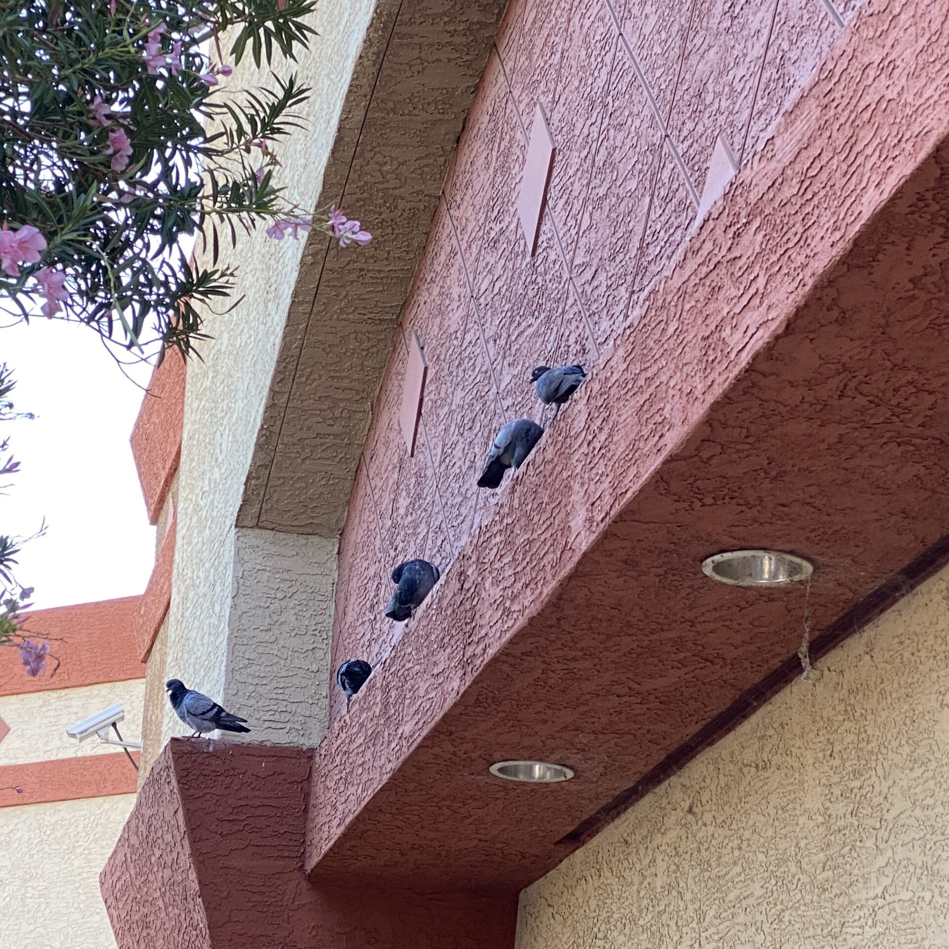 Pigeons roosting at the grocery store in Arizona