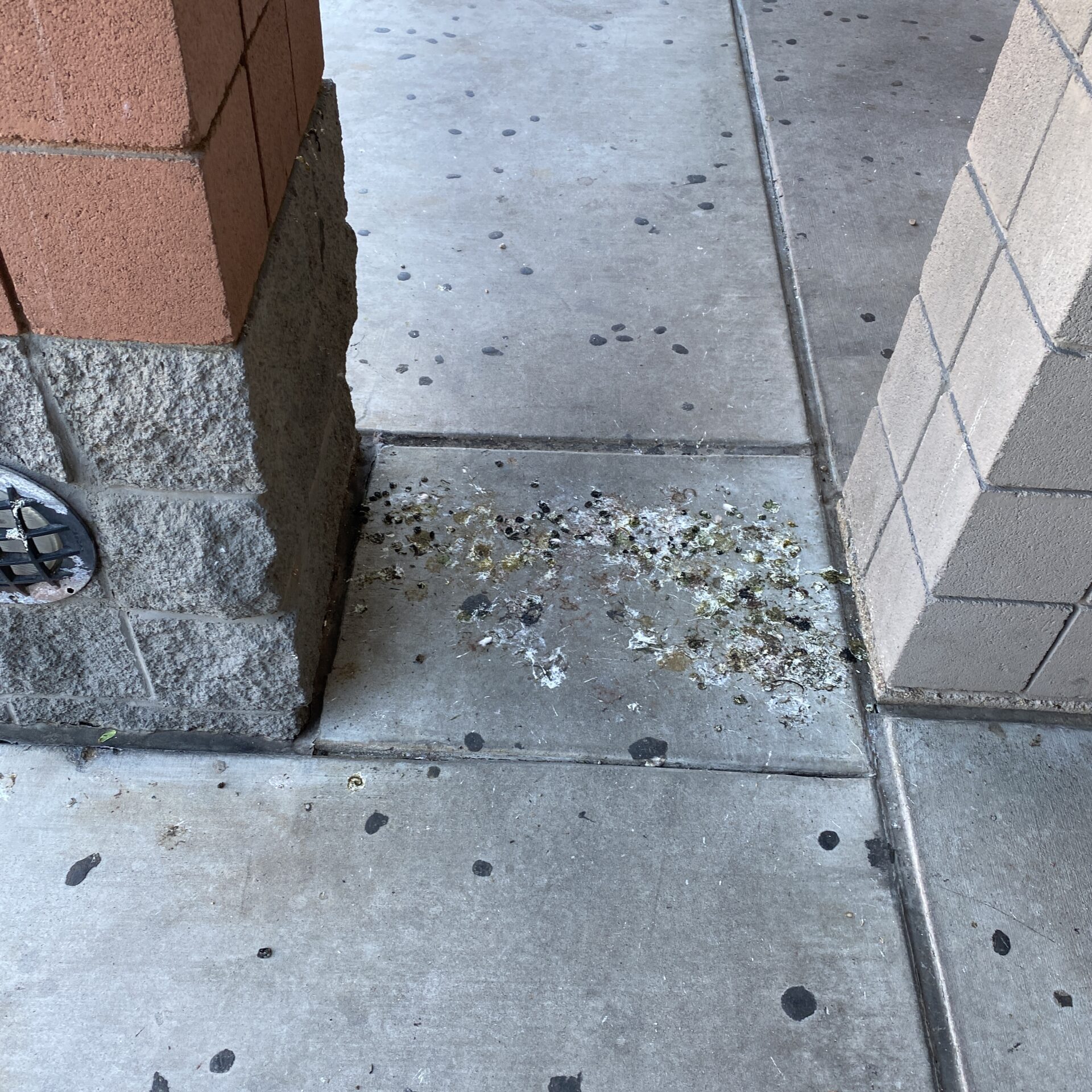 Pigeon droppings at a local high school in AZ