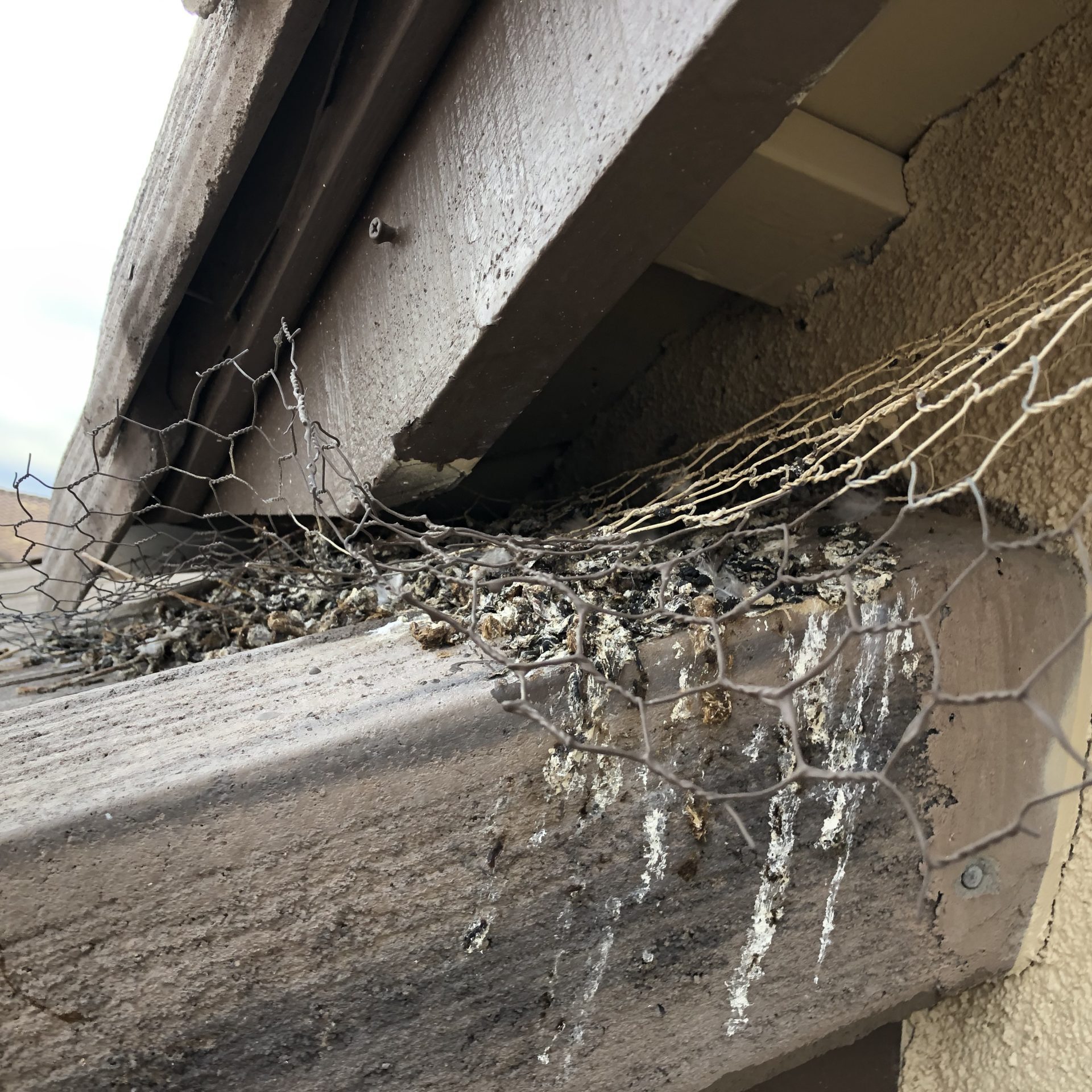 Pigeons pulled the chicken wire a homeowner put here out and continued nesting behind it.