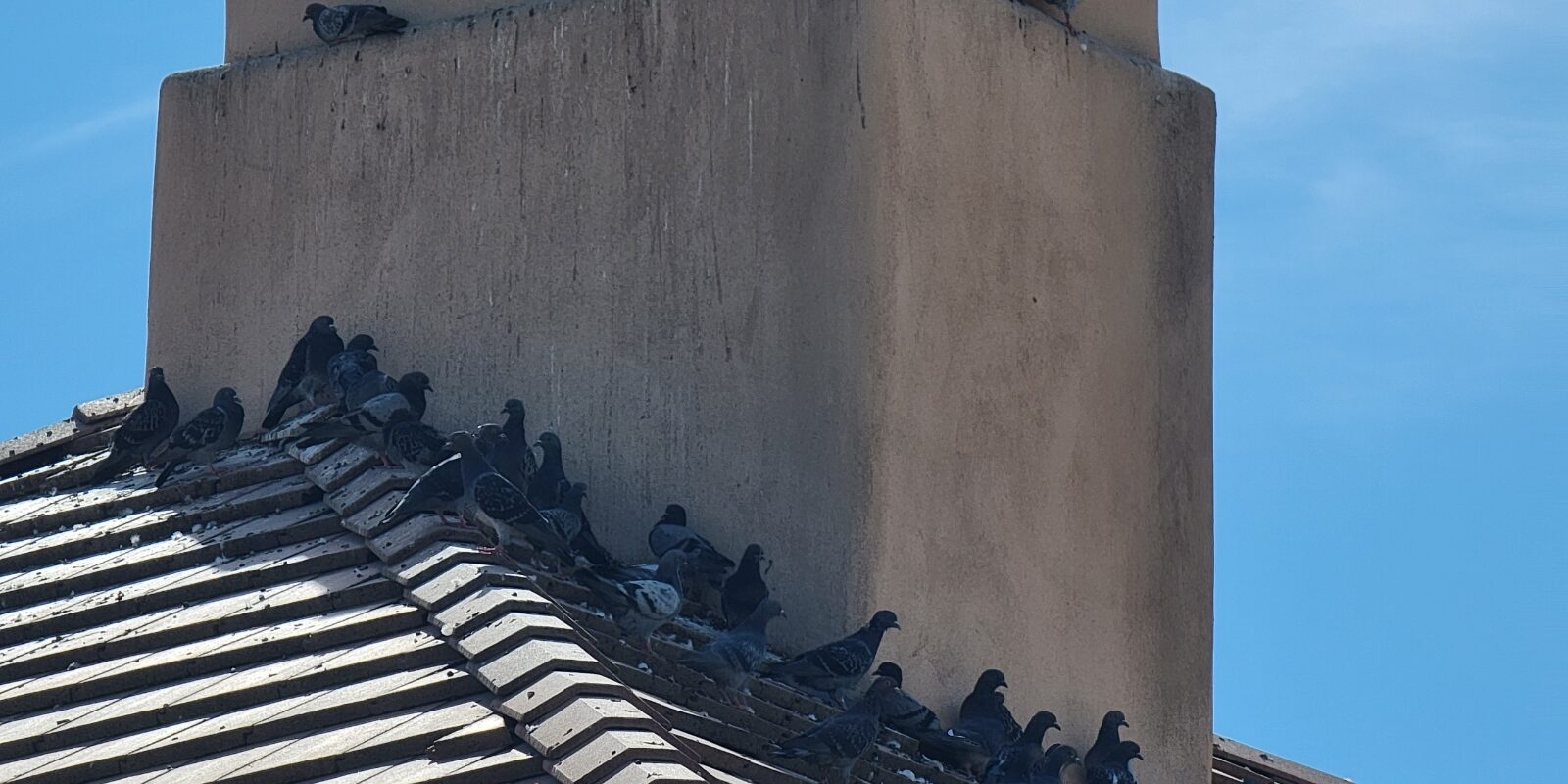 Pigeons congregating in the shade of a chimney