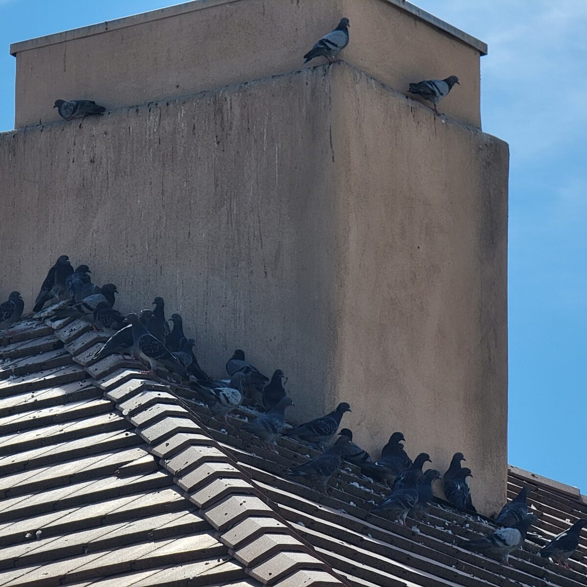 Pigeons congregating in the shade of a chimney