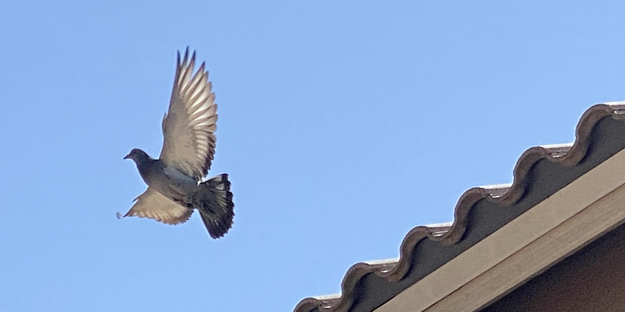 A pigeon takes off in Mesa AZ