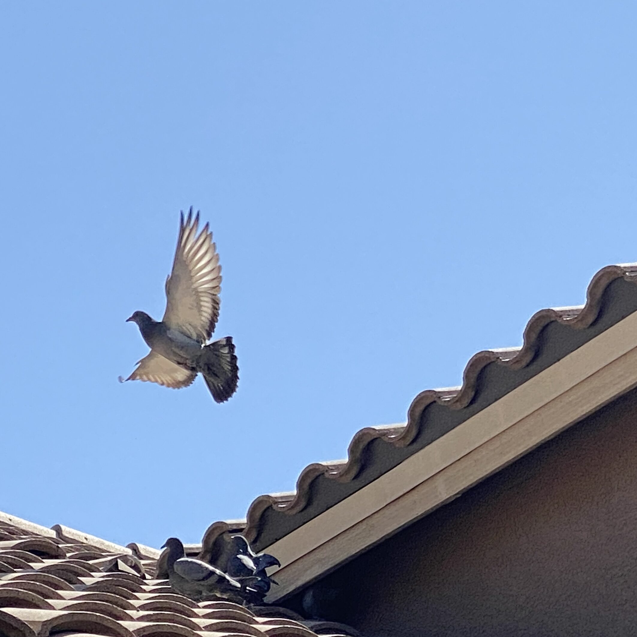 A pigeon takes off in Mesa AZ