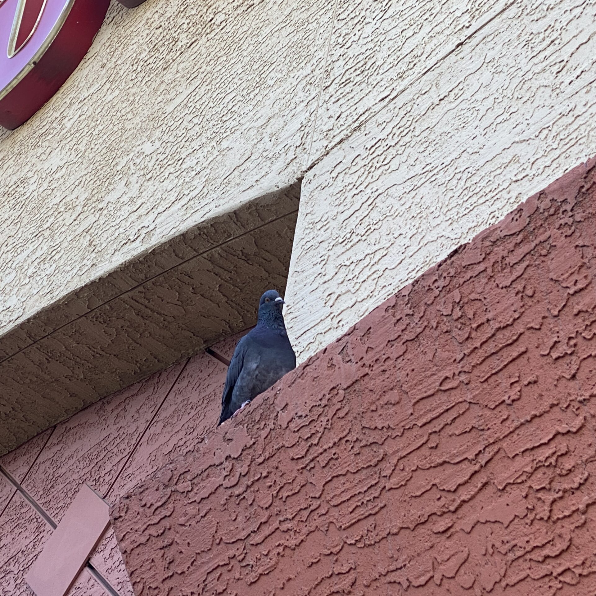 This pigeon sits on a ledge at a grocery store in Arizona