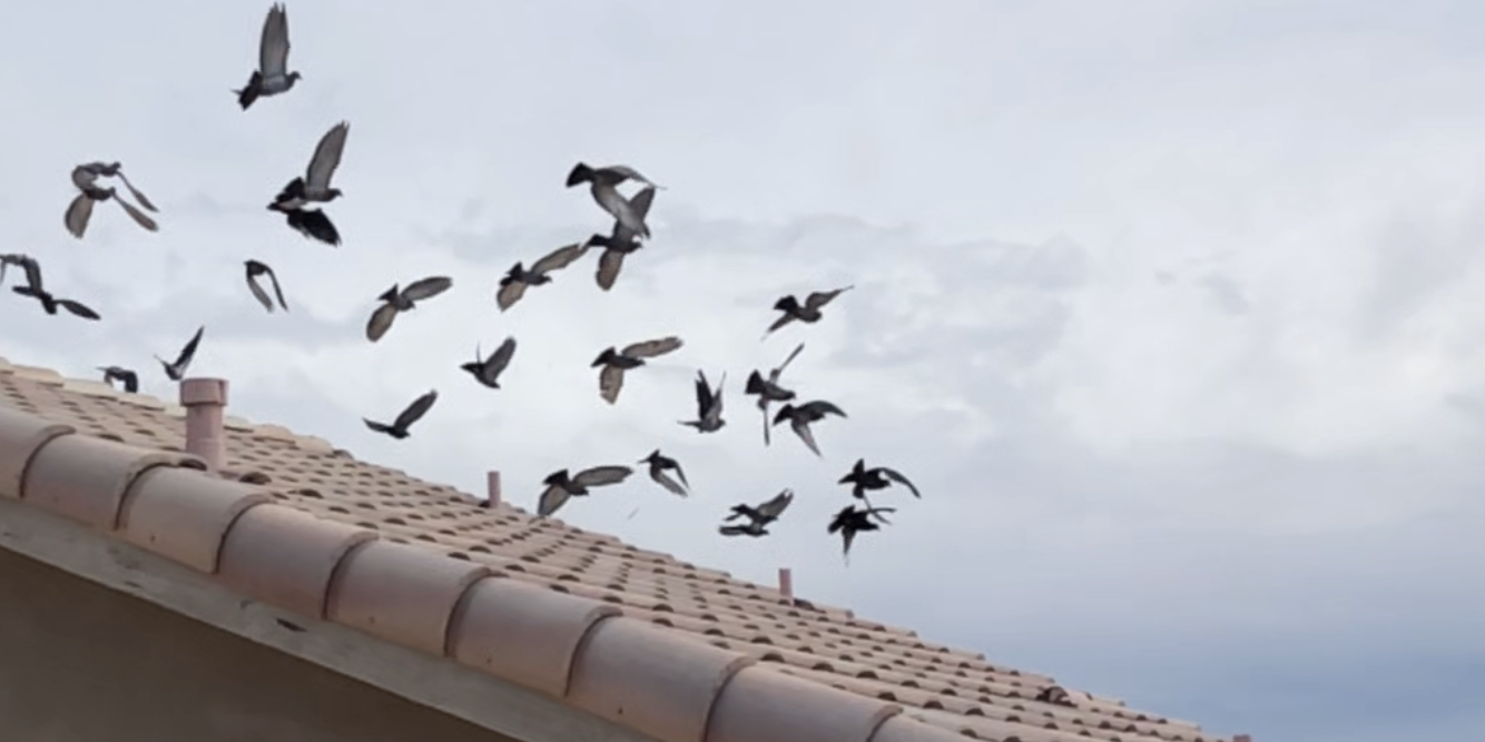 Pigeons flying above a residential home in Phoenix Arizona