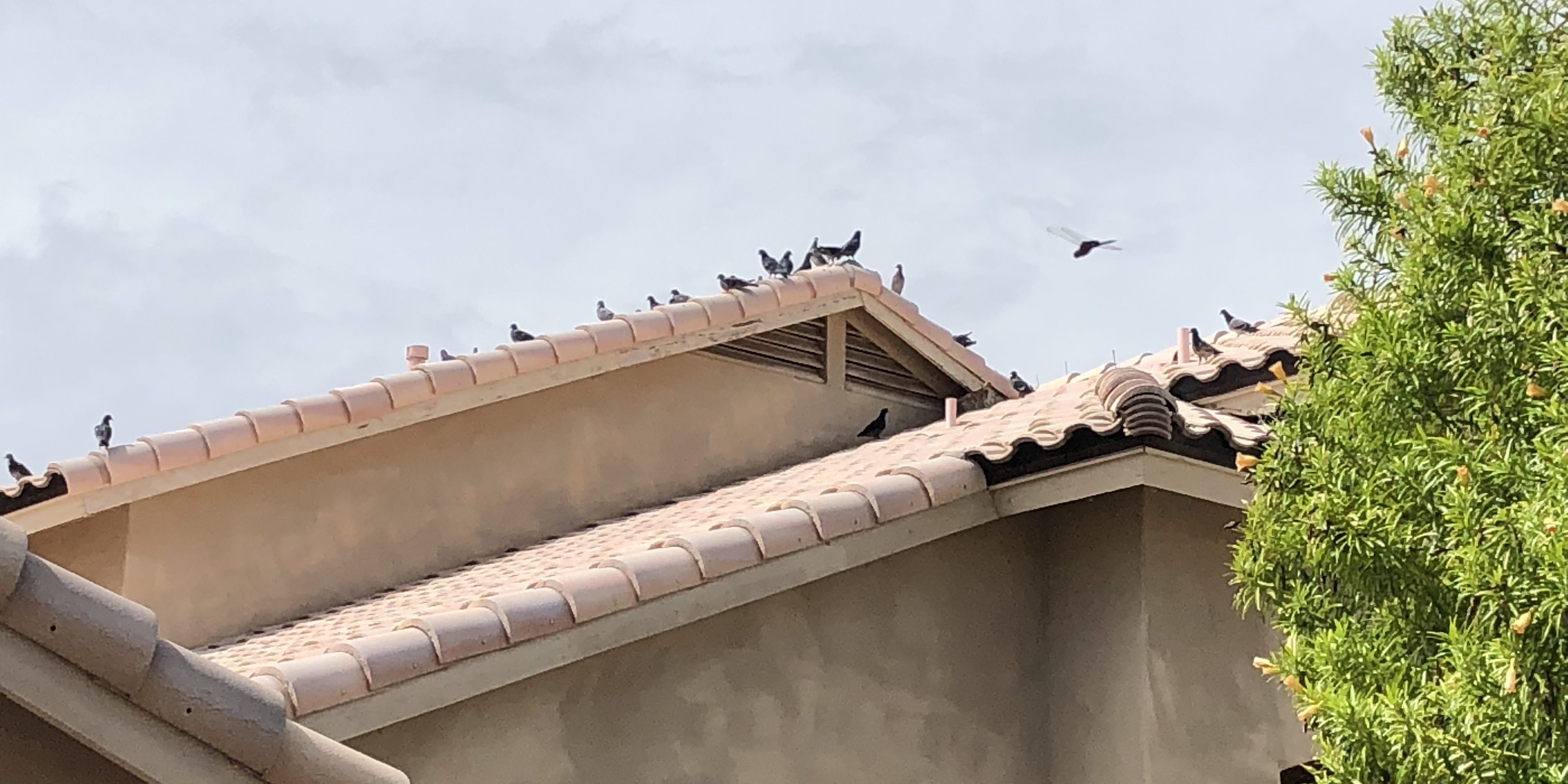 Pigeons flock on a residential rooftop in Arizona.