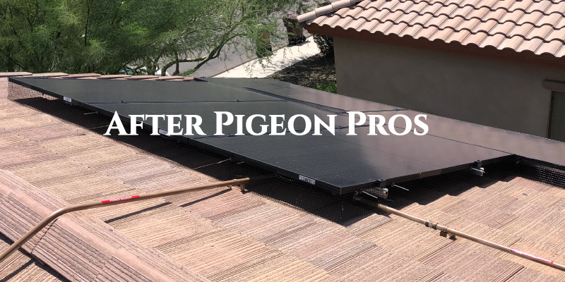 Your solar panels after Pigeon Pros