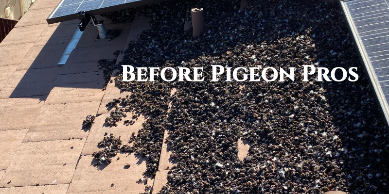 Your solar panels before pigeon pros